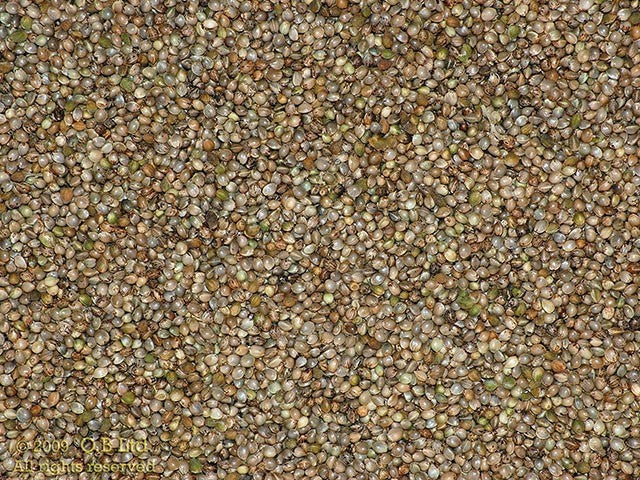 Hempseed – Quality Baits